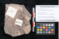 Foto (Objekt + Etikett) von Dryandra comptoniaefolia Ettingshausen (NHMW-GEO-2024-0188-10182)